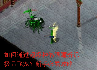 如何通过超级种鸽眼瞳辨识极品飞宠?新手必看攻略 如何通过超级种鸽眼瞳辨识极品飞宠?新手必看攻略